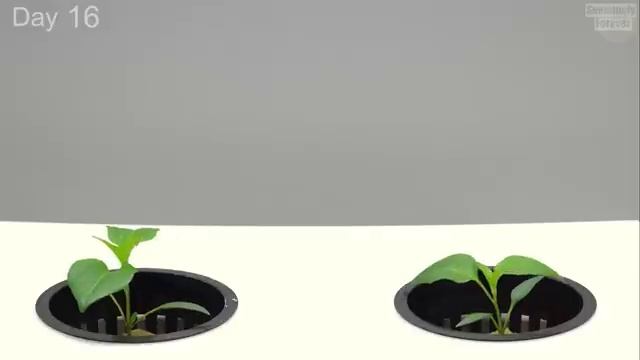 2000 ДНЕЙ всего за 1 ЧАС 🌱 Время выращивания растений