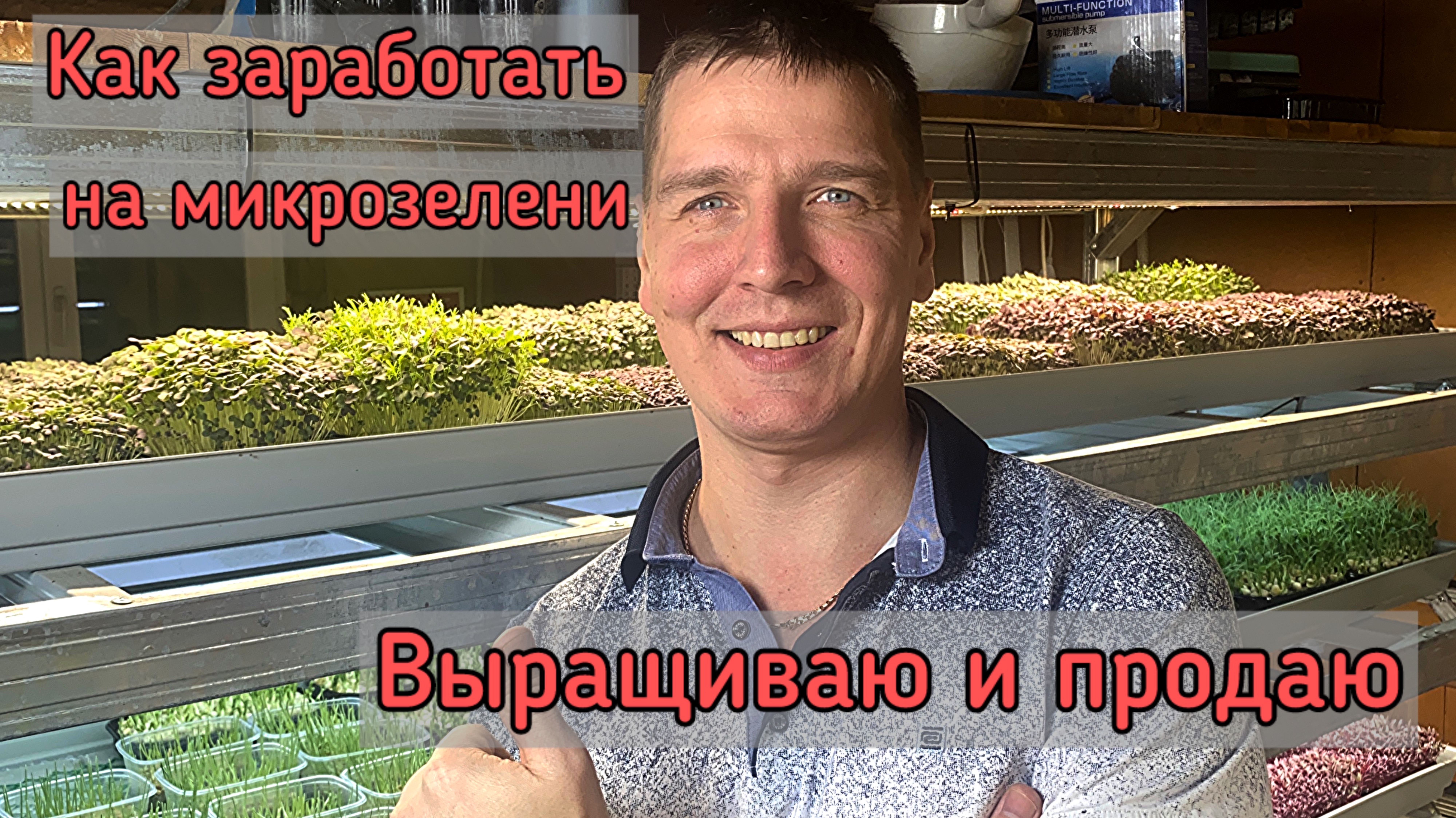 Как заработать на микрозелени. Выращиваю и продаю