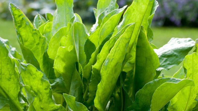 теракт в щовель-ленде