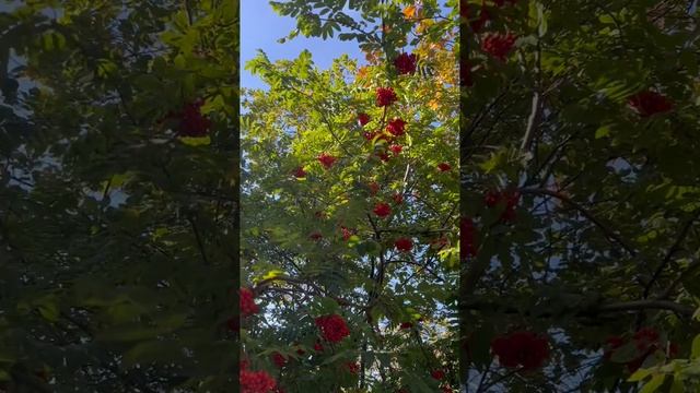 Третье сентября