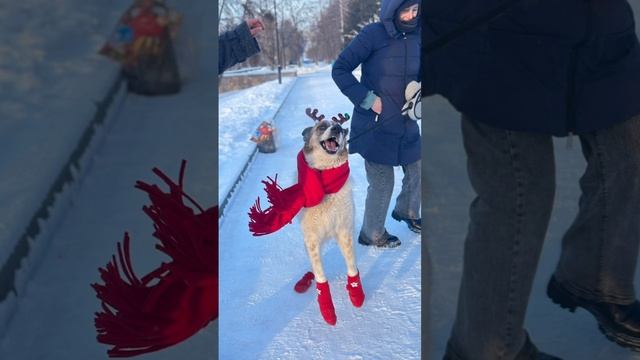 Невероятная красивая и шикарная во всех смыслах собака ищет дом❤️