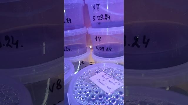 очередной месяц жизни маленьких малышей орхидеи из семян...
