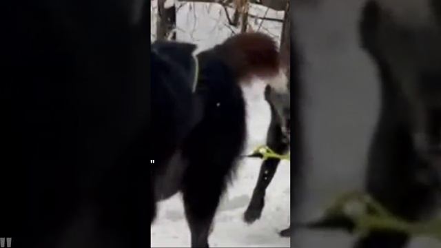 Серебро севера
