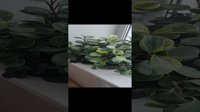 1000069167.mp4