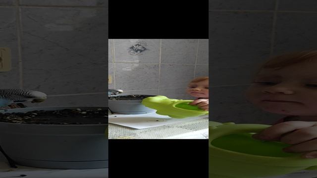 Малышка садит семена травы для попугая