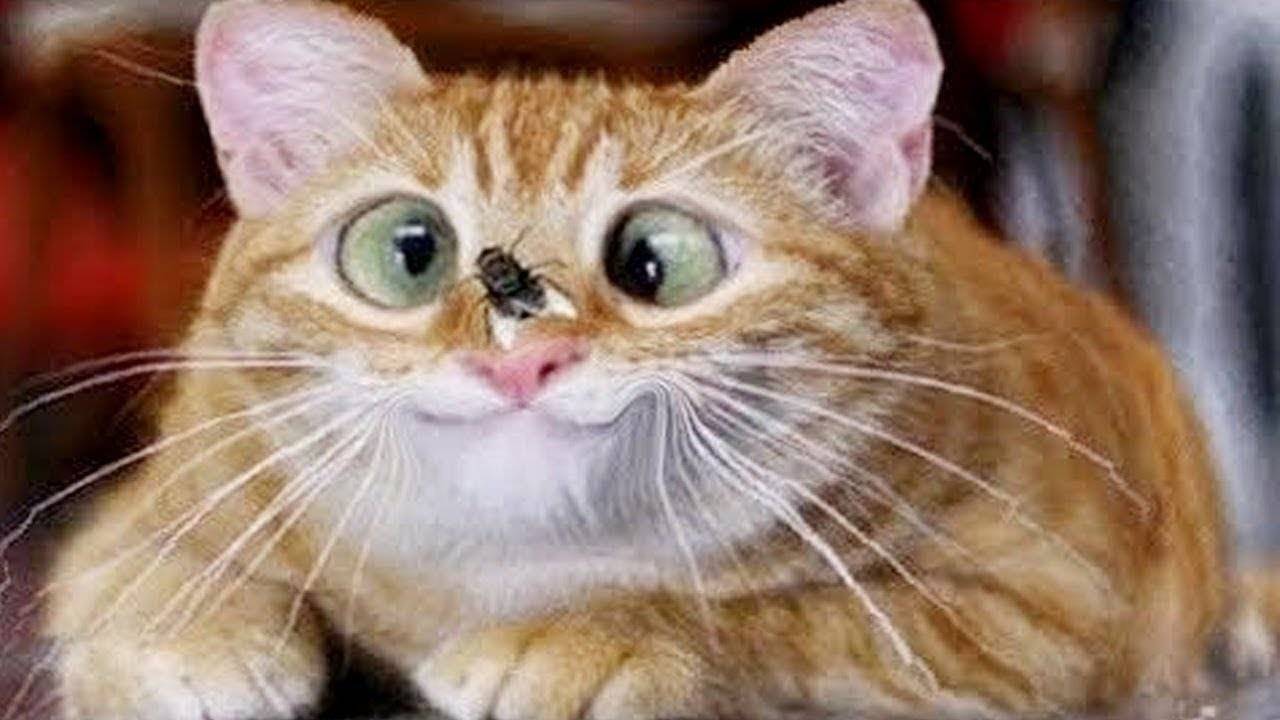 Приколы с животными до слез! Свежие приколы 2024! Приколы с котами и кошечками.