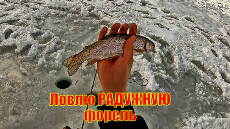 Ловлю РАДУЖНУЮ форель на подледной рыбалке!