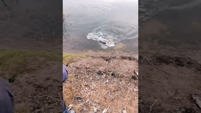 Рыбалка для всех. Почти поймал... 🤣