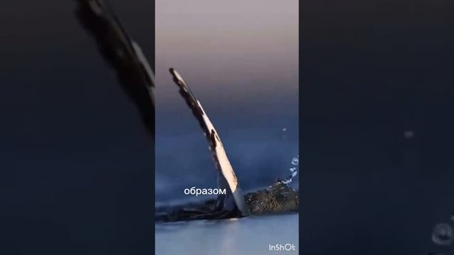 Чайка по имени Джонатан Ливингстон.