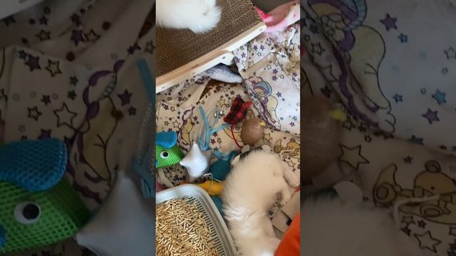 Ясли для котят и щенков
