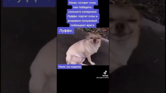 мая сабака дрочит других собак