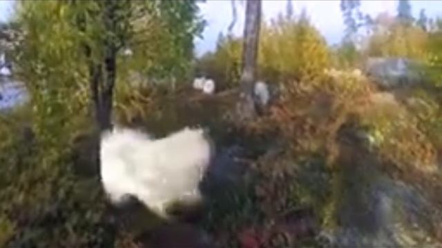 SVID_20241129_204803_1.mp4
