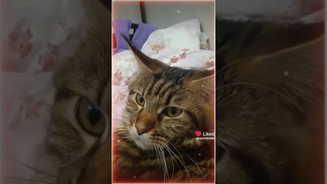 я люблю их