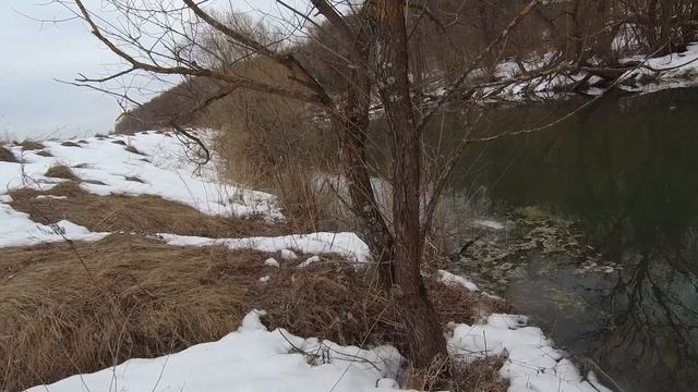 Норка альбинос. Встреча на речке