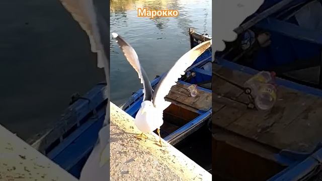 Вертикальный взлёт #пешкомпомиру #пешкомпоафрике #марокко #африка #океан #эссуэйра