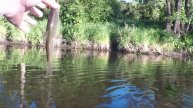 Рыбалка на ельца. Мушка комарик и способ ловли. Два года спустя, или то же место, та же мушка!