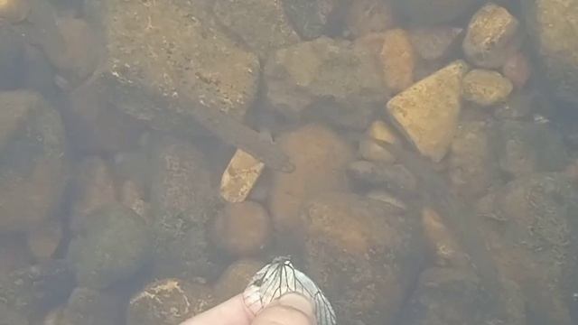 рыбалка на бабочку