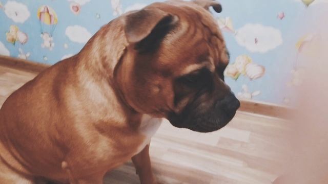 любимая собака выполняет команду