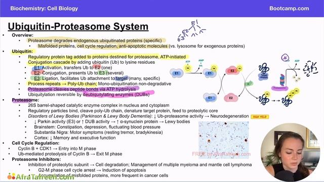 Ubiquitin-Proteasome atf