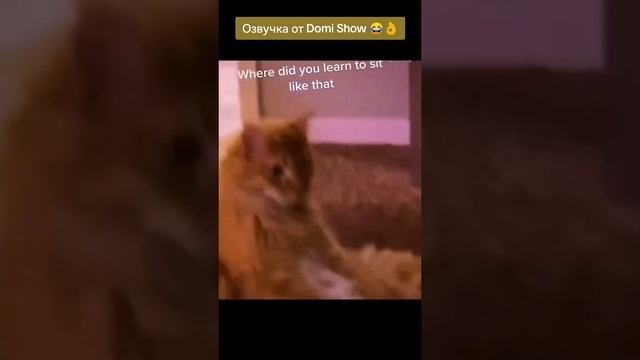 юмор приколы