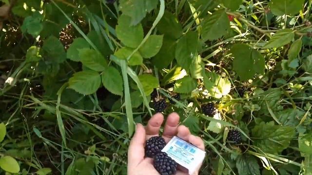 КИОВА -ежевика с крупной ягодой.Сентябрь 2020.