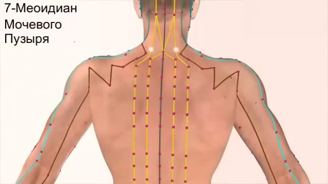12 основных меридианов человека