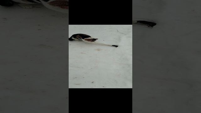 1000032442.mp4