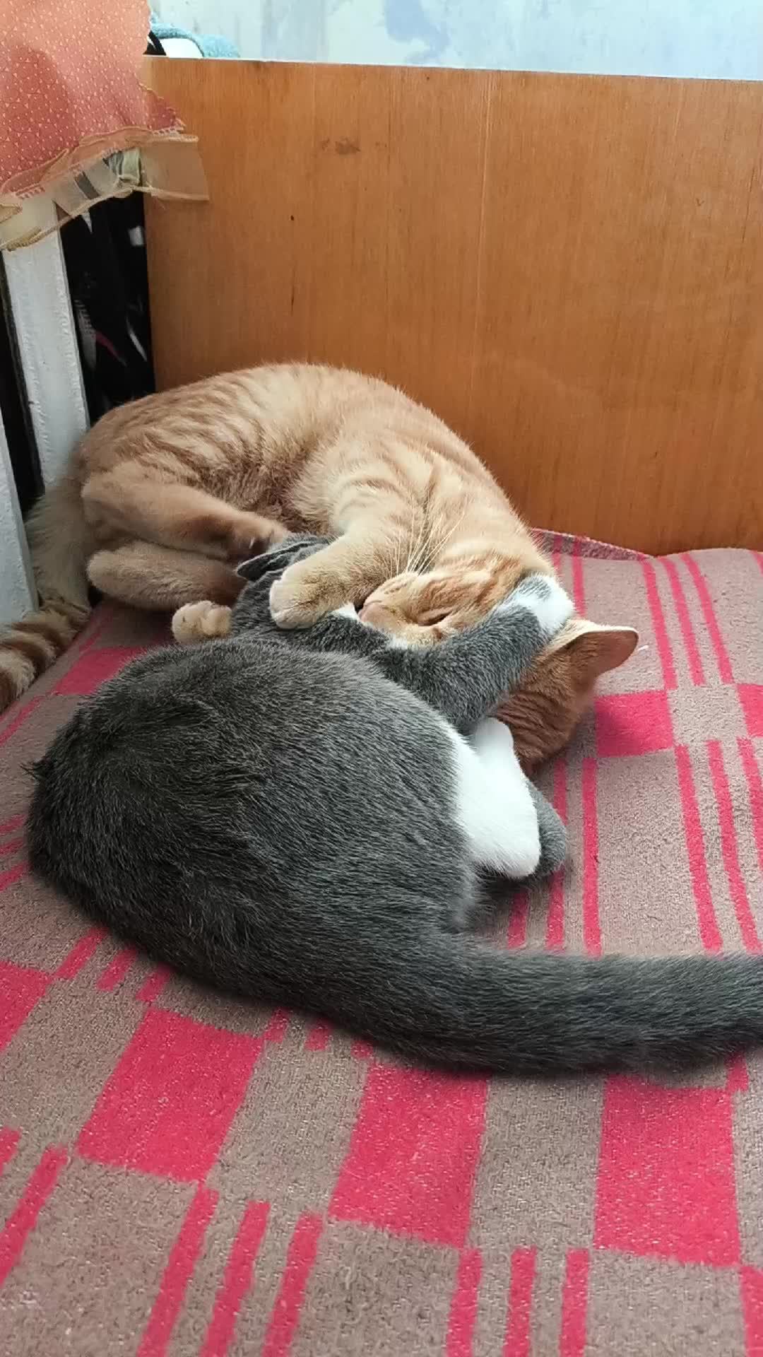 Кот и кошка в эфире