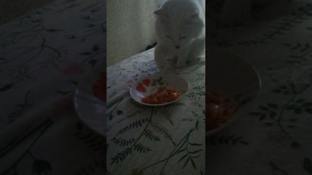 Без вилки могём))