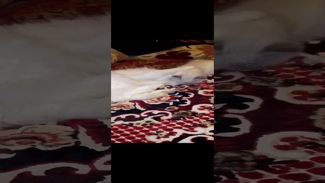 VID_20241227_092151.mp4