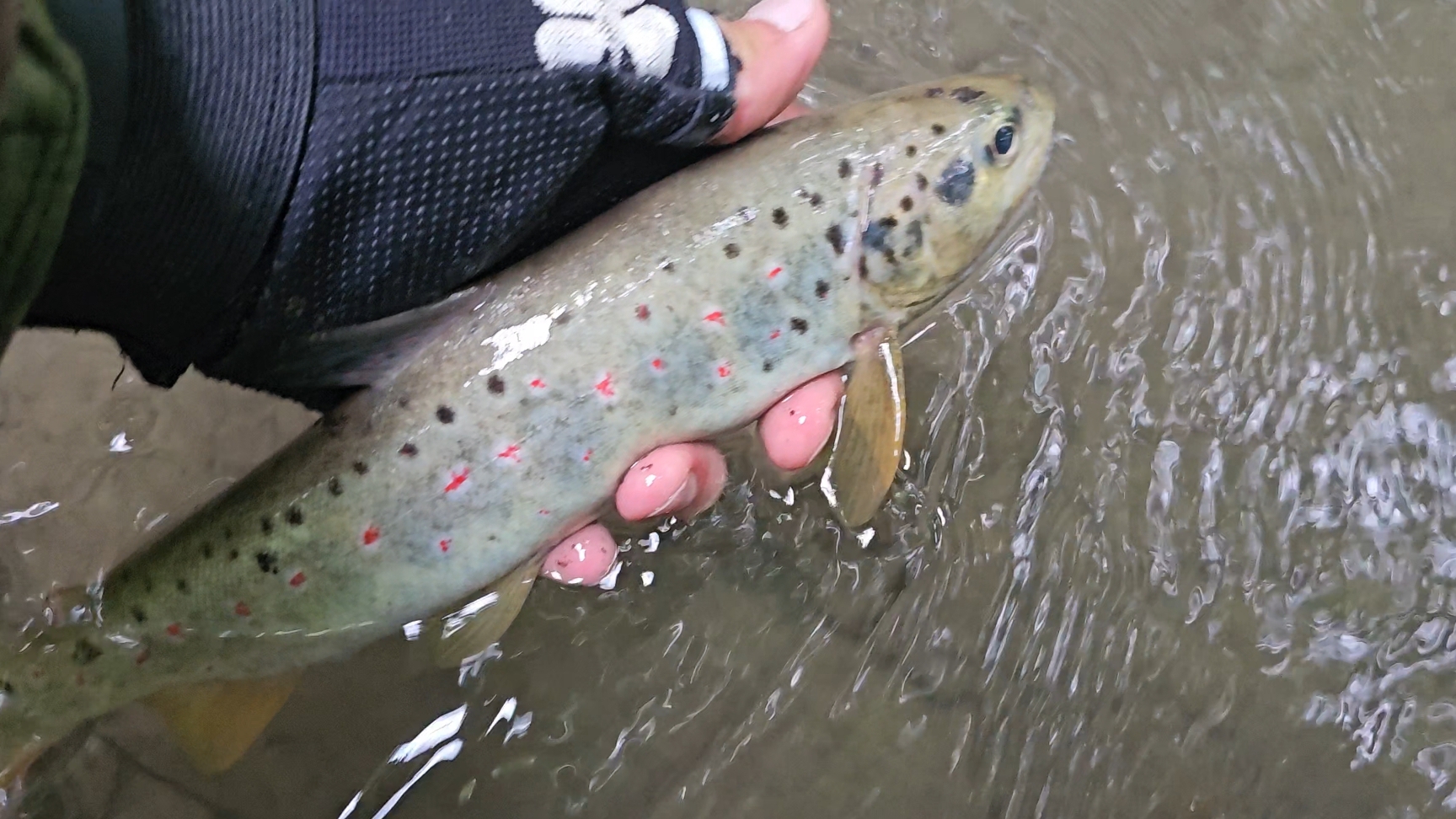 Много крупной форели.Трудовая рыбалка.#4 #trout #fishing
