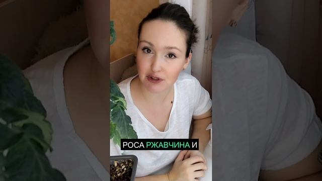 Эфирные масла и их борьба с болезнями растений 🌿