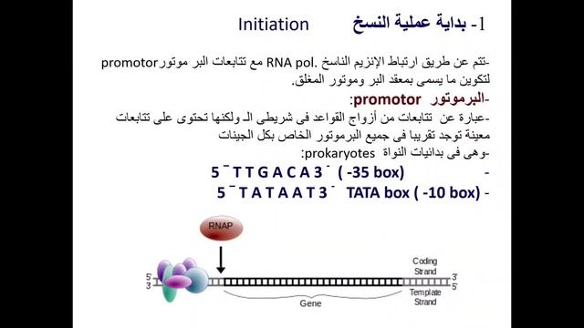 التعبير الجينى فى بدائيات النواة ( ١. عملية النسخ )
