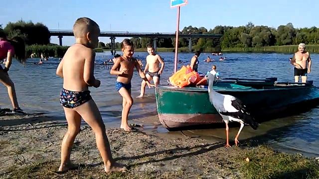 Аист на пляже Рыльска 18 августа 2017_продолжение 1
