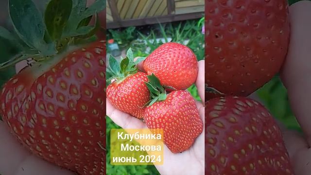Клубника Москова-любовь с первого взгляда!Саженцы:Ватсапп 89538107358