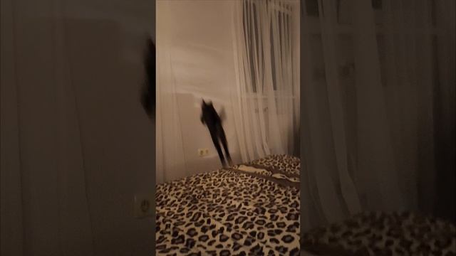 По стене ползет паук-оказалось это глюк.mp4