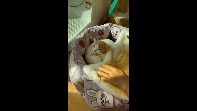 Милашка