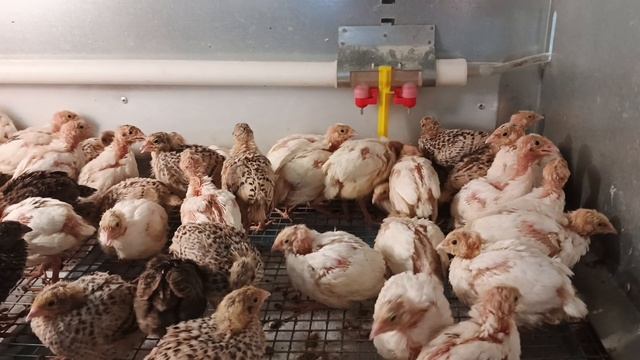 Как выглядят перепелятки на 11 дней