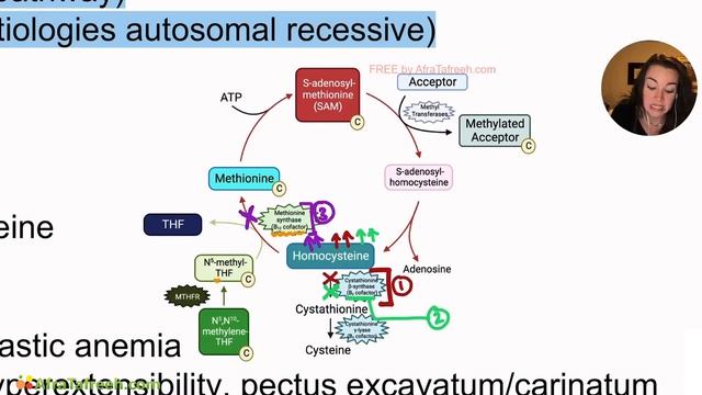 Homocystinuria Pathophysiology atf