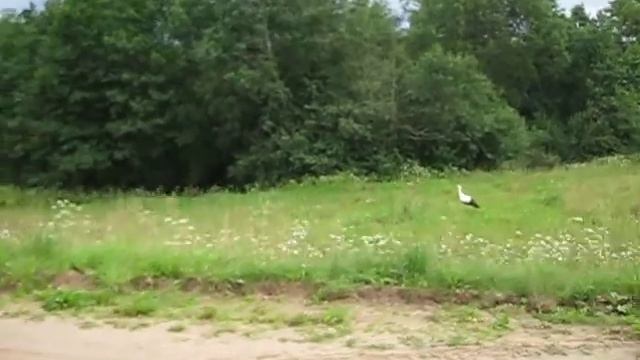 аисты //поездка на участок // переезд в деревню