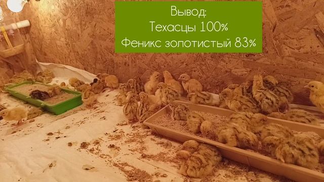 Последняя инкубация в 2024 году. Яйцо ехало Авито доставкой