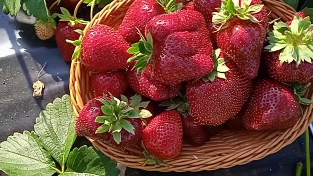 МАРМОЛАДА ОНЕБОР.Мои впечатления.
