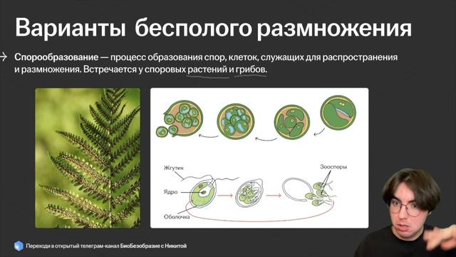 Размножение живых организмов | Биология на ночь I Умскул