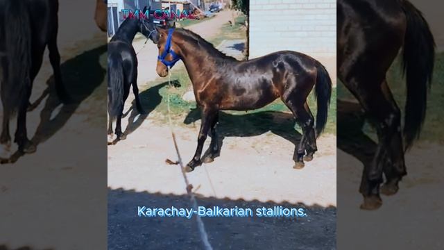Шумоголовые Карачаево-Балкарские жеребцы. (Noise-headed Karachay-Balkarian stallions.)