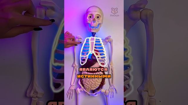 грудная клетка #биология #умскул #биологияегэ #жаннаказанская