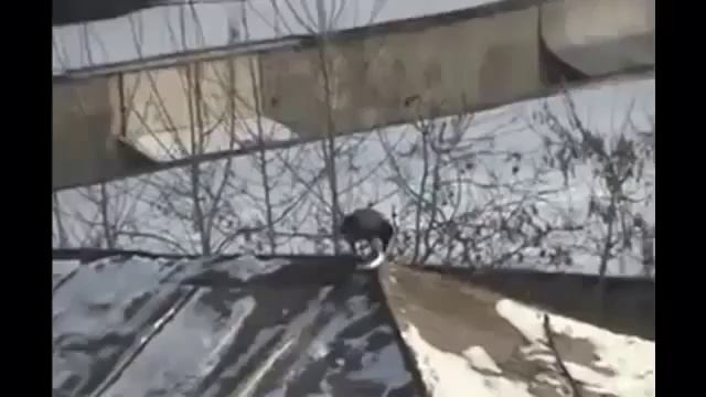 Забавная ворона!