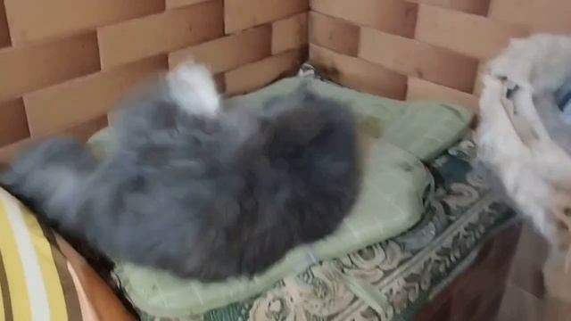 Приступы у кошки Милки