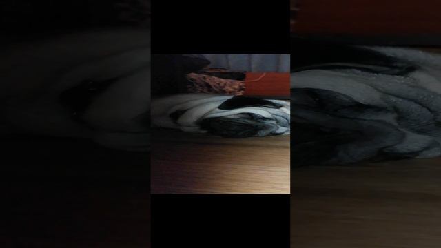 VID_20241226_192926.mp4