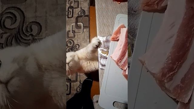 27-12-2024 Моя помощница 😀
