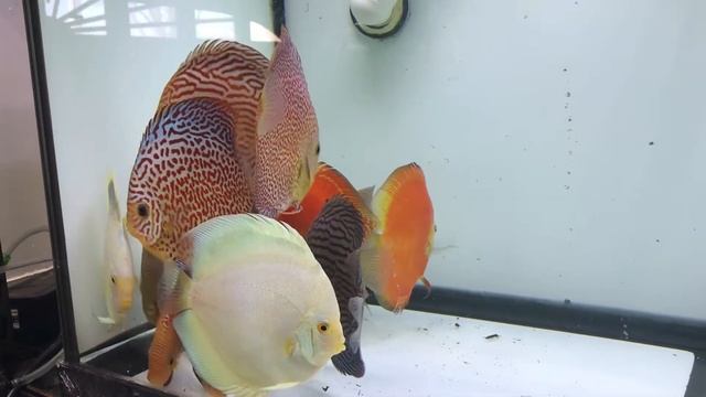 Monster size fish shipment! from Na Discus